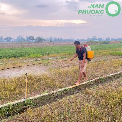 mo-hinh-trong-sinh-hoc-1-500m²-tai-an-giang-giai-doan-sau-29-ngay-gieo-hat-9